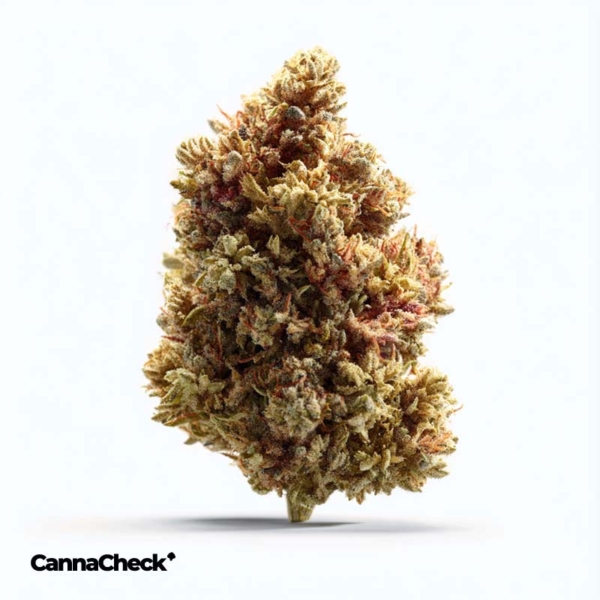 Cannamedical Sativa forte NM Gelato Dream